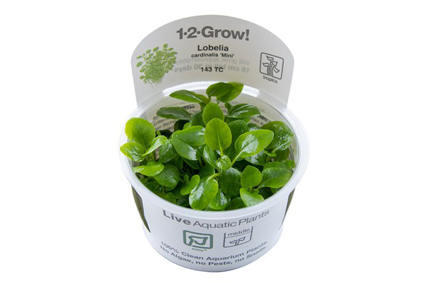 ロベリア カージナリス