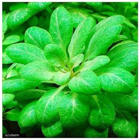 ロベリアカーディナリス