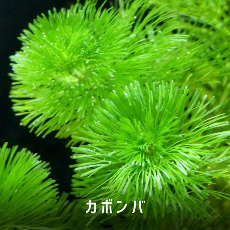 ロージーカボンバ