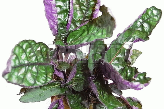 ワインレッドロベリア