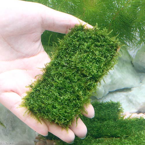 南米ウィローモス