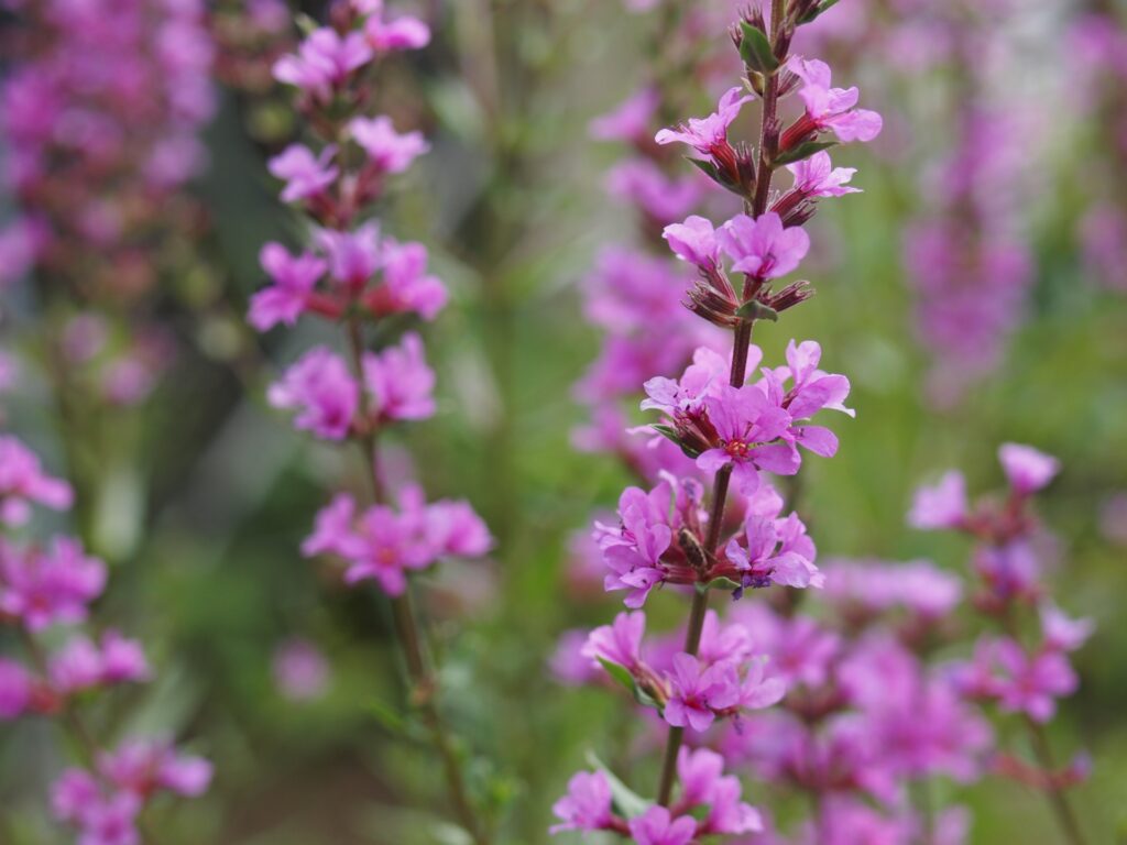 抽水植物&水草 寄せ植え