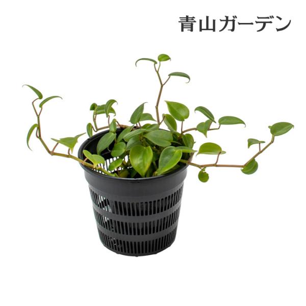 抽水植物&水草