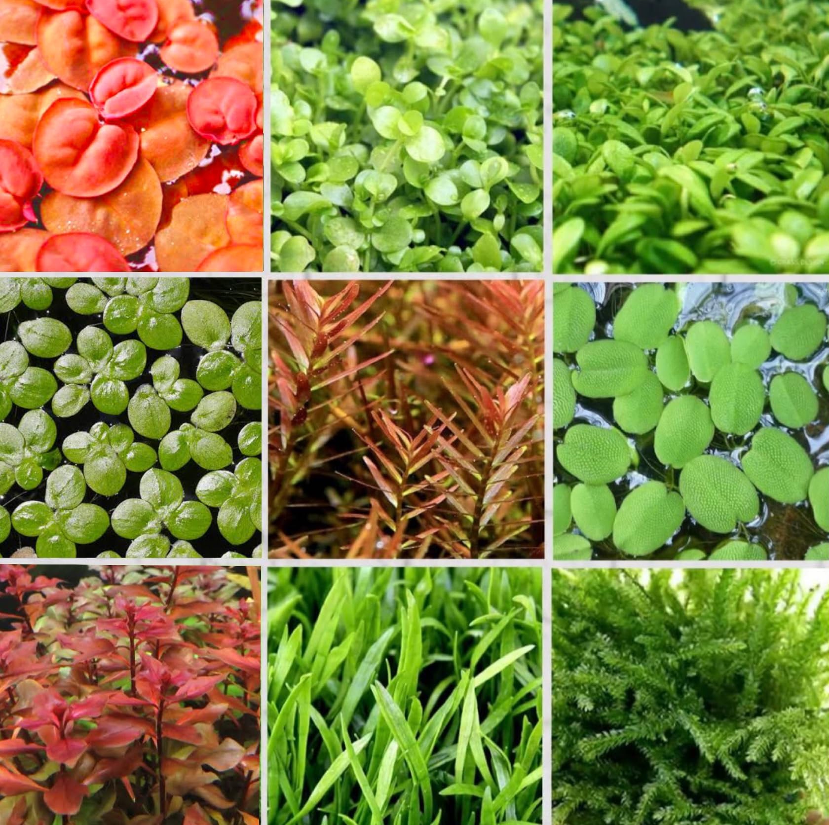 浮き草3種アソート