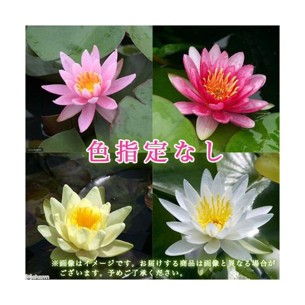 温帯睡蓮