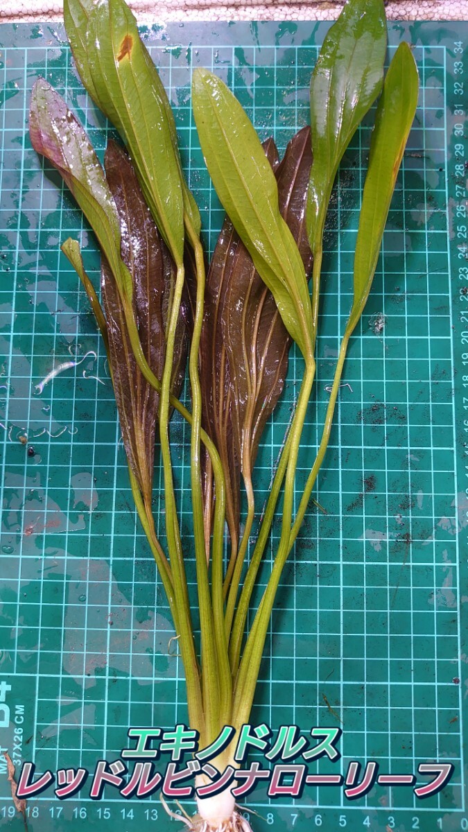 言葉（レッド、グリーン、ミニ、ナローリーフ、ウェンティ、sp. など）は種名の一部なので「必ず残す」。"
    *   So "ミニ