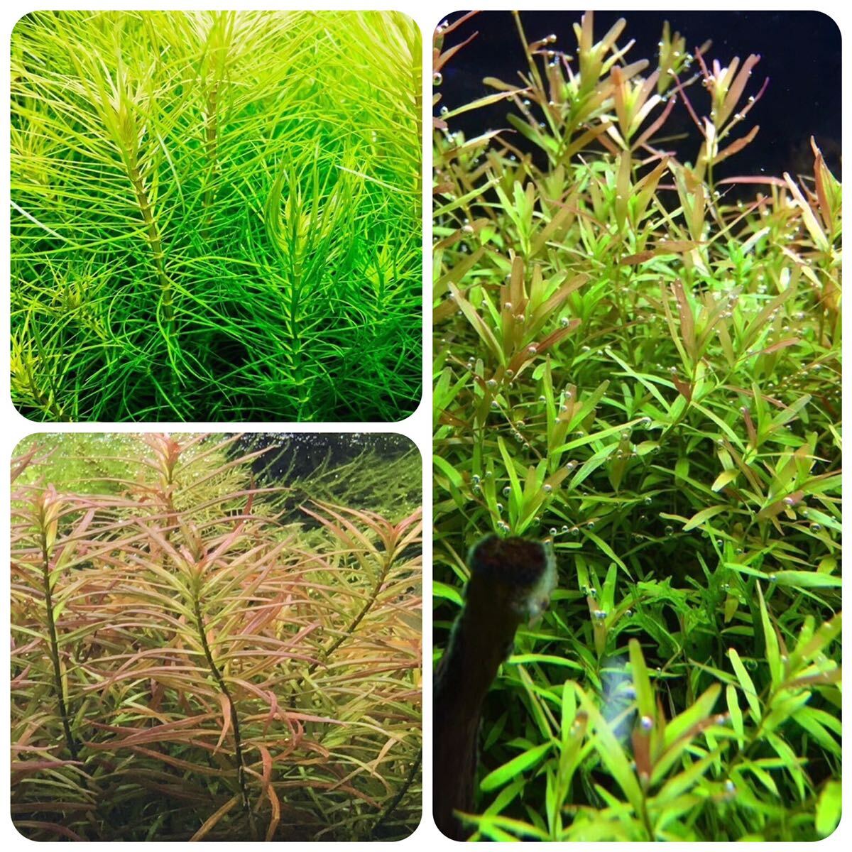 （該当する種名なし）