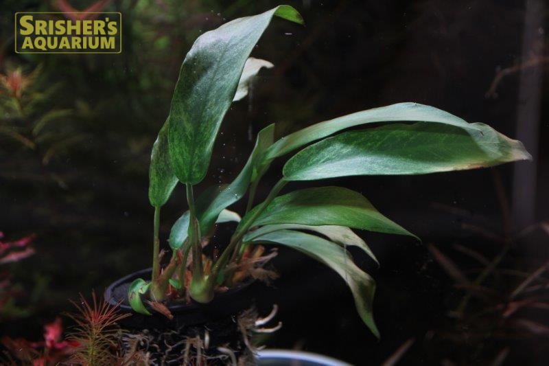 An.バルテリー VAR ドラゴンクロー